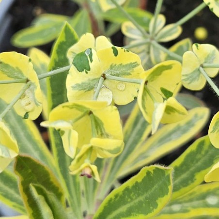 Euphorbia × martini 'Ascot Rainbow' - flowers in June