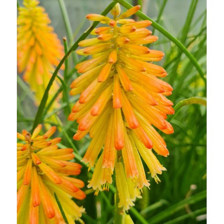 Kniphofia 'Papaya Popsicle' - flowers in Summer Kniphofia 'Papaya Popsicle' - flowers in Summer