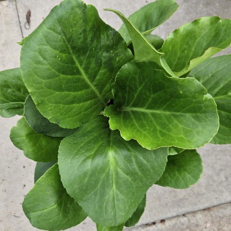 Bergenia 'Winterglut' ('Winter glow') - dark green leaves in June