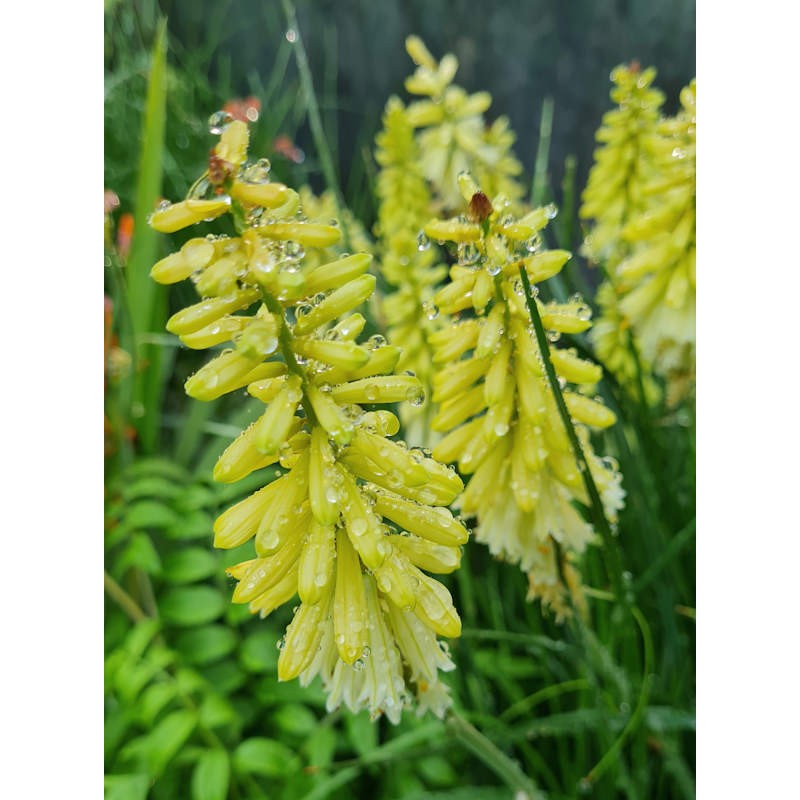 Kniphofia 'Pineapple Popsicle'