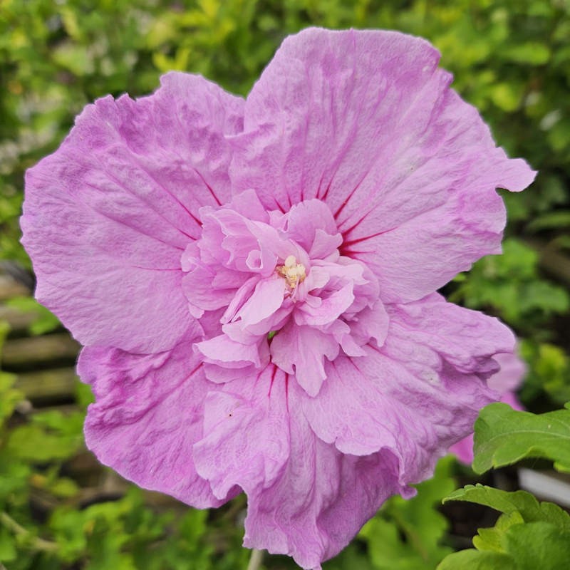 Hibiscus syriacus 'Lavender Chiffon' - flowers in summer