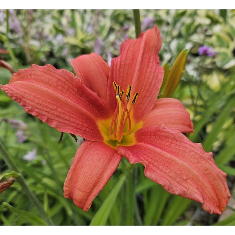 Hemerocallis 'Berlin Red' - flowers in July