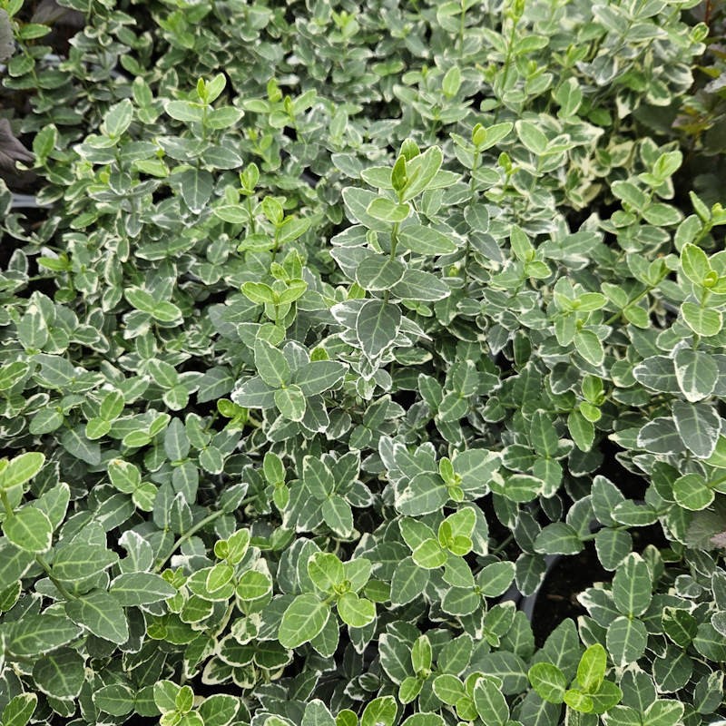 Euonymus fortunei 'Emerald Gaiety' - young leaves in early summer