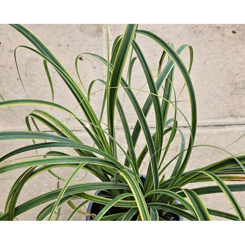 Carex trifida 'Rekohu Sunrise' - foliage in early Summer