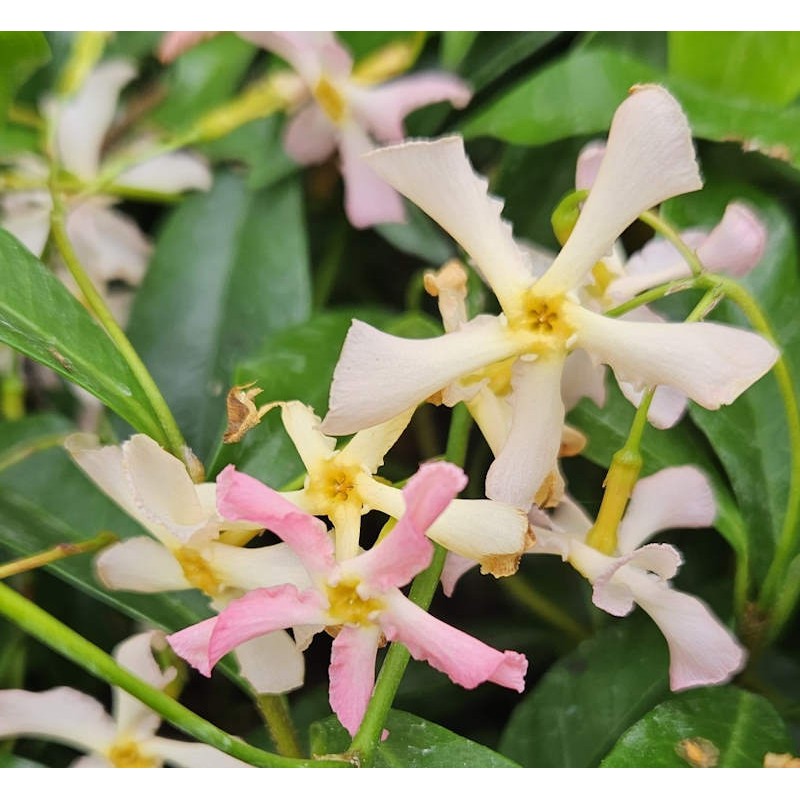 Trachelospermum asiaticum 'Pink Showers' - flowers in Summer