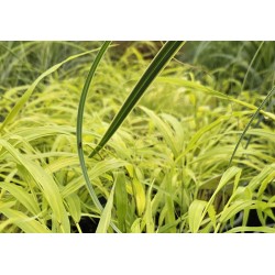 Hakonechloa macra 'Sunflare' - golden foliage in Summer