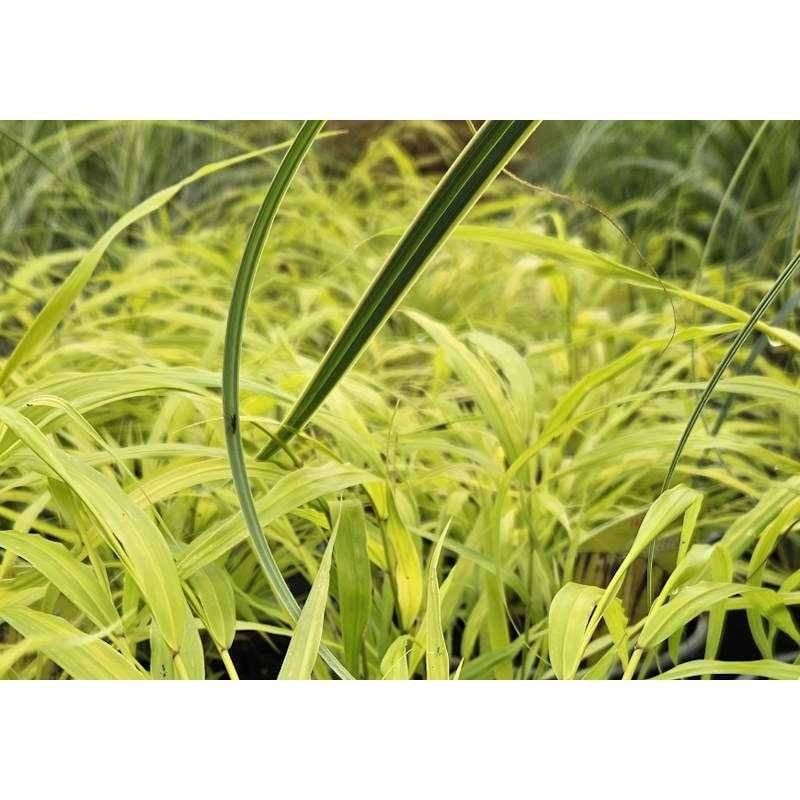 Hakonechloa macra 'Sunflare' - golden foliage in Summer