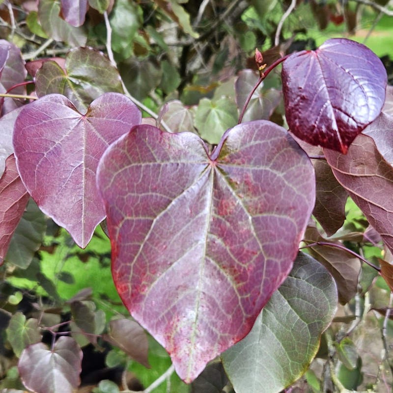 Cercis canadensis 'Merlot' - purple heart-shaped leaves