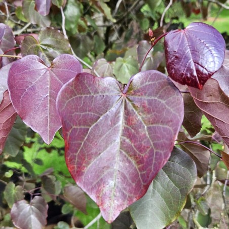 Cercis canadensis 'Merlot' - purple heart-shaped leaves Cercis canadensis 'Merlot' - purple heart-shaped leaves