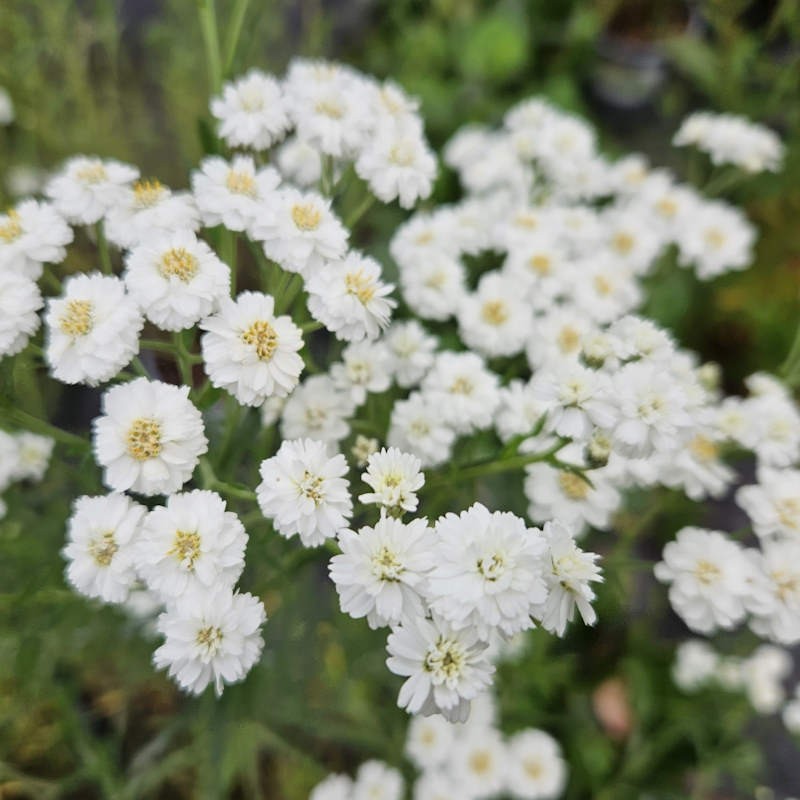 Achillea ptarmica 'The Pearl' - masses of white flowers in Summer