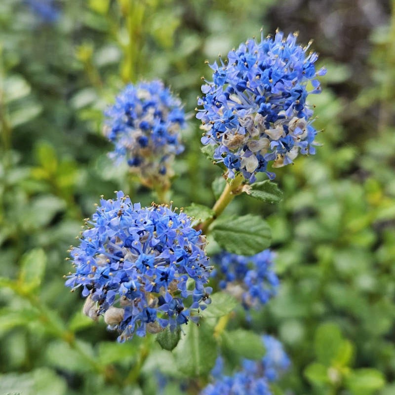 Ceanothus 'Edinburgh'