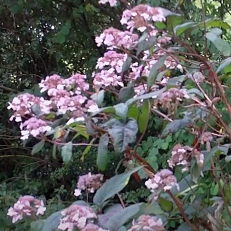 Hydrangea aspera 'Villosa' - established plant