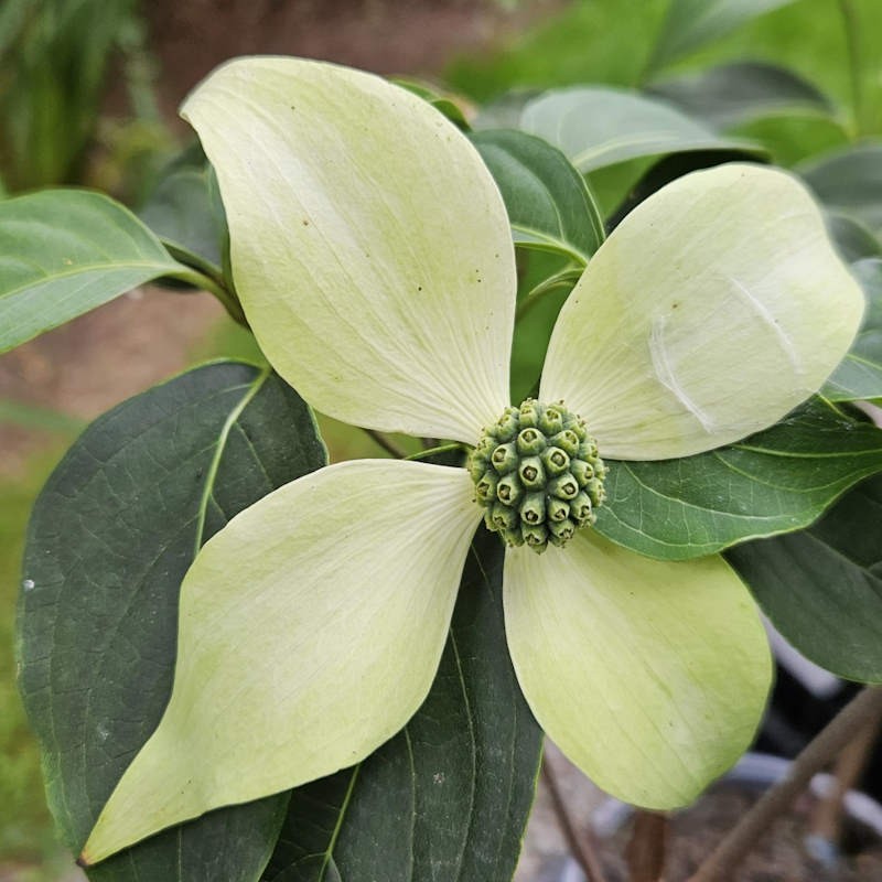 Cornus kousa 'Blue Shadow' - flower bract developing in early summer