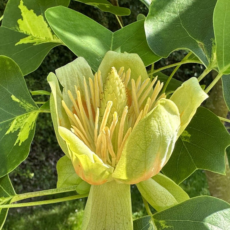 Liriodendron tulipifera 'Purgatory' - flowers in June