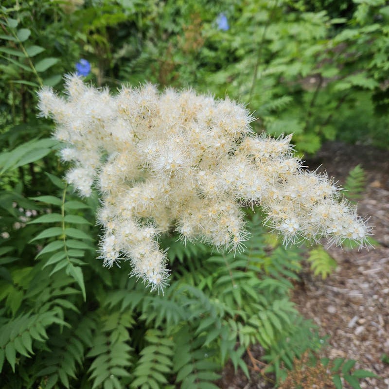 Sorbaria tomentosa var angustifolia - plumes of white flower in summer