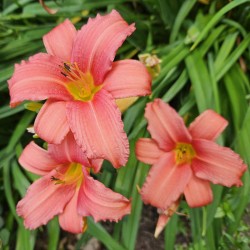 Hemerocallis 'Berlin Red' - flowers in summer
