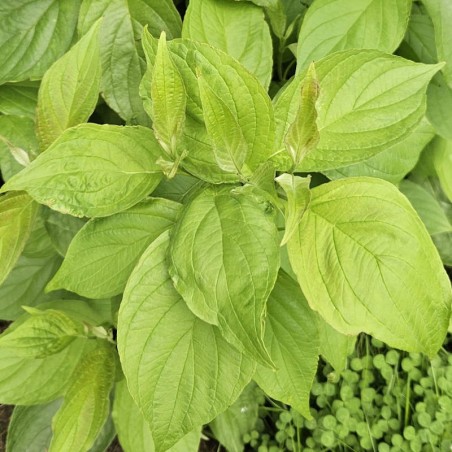Cornus alba 'Baton Rouge' - bright green leaves in late Spring Cornus alba 'Baton Rouge' - bright green leaves in late Spring