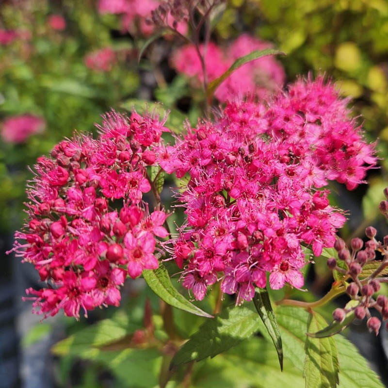 Spiraea japonica 'Dart's Red' - flowers in Summer