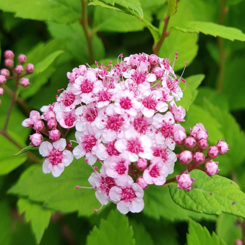 Spiraea x 'Sparkling Champagne' - flowers in early summer