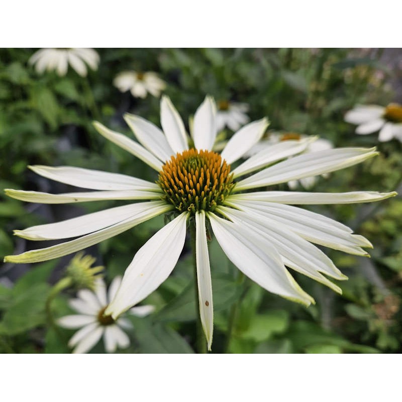 Echinacea purpurea 'Alba' - flowers in Summer