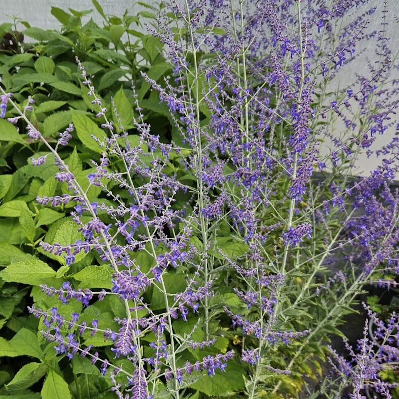 Perovskia atriplicifolia 'Crazy Blue' - summer flowers