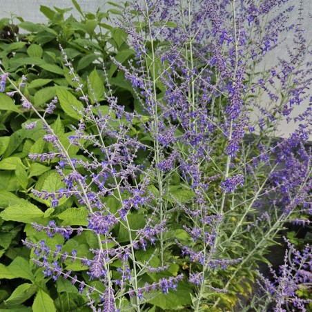 Perovskia atriplicifolia 'Crazy Blue' - summer flowers