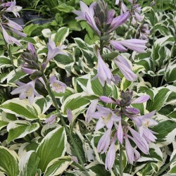 Hosta 'Patriot' - summer flowers