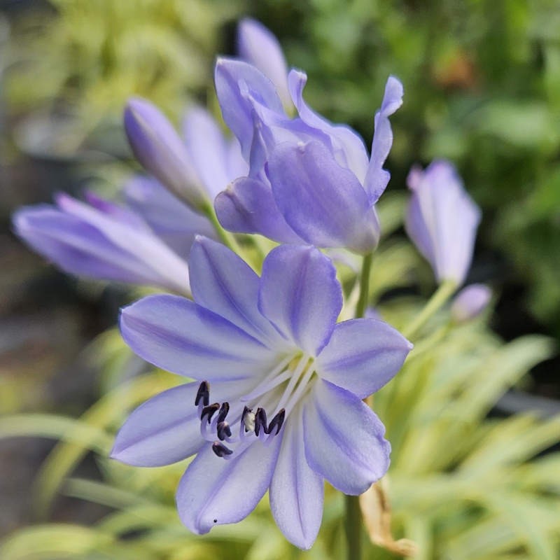 Agapanthus 'Golden Drop' - flowers in summer