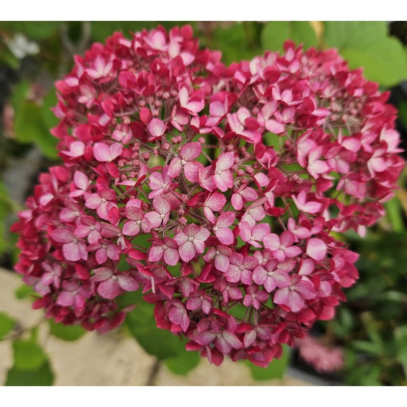 Hydrangea arborescens 'Invincibelle' - flowers in July