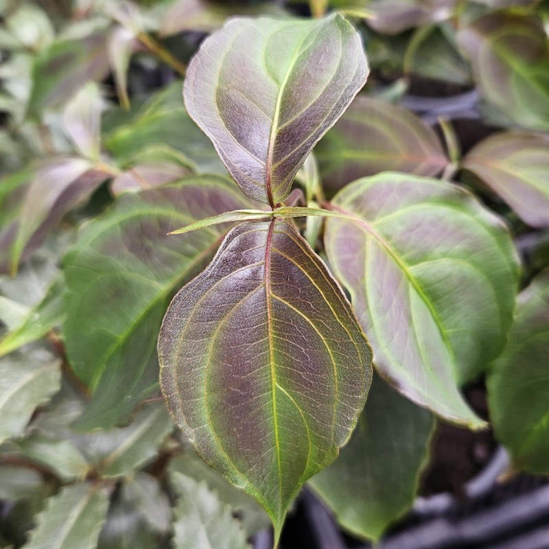 Cornus kousa 'Cappuccino' - leaves developing bronze/purple tints in Spring/early Summer