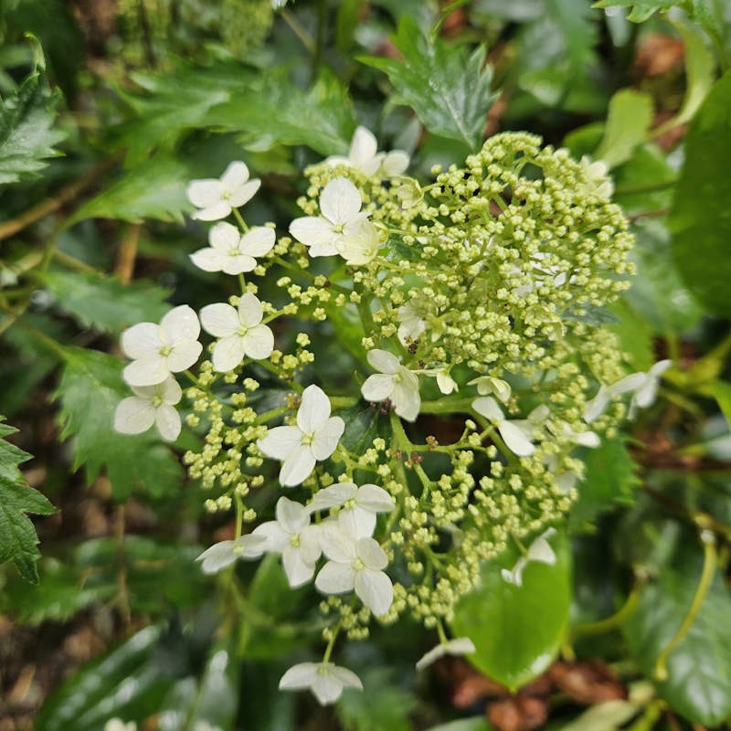 Hydrangea arborescens 'Emerald Lace' - flower clusters in July