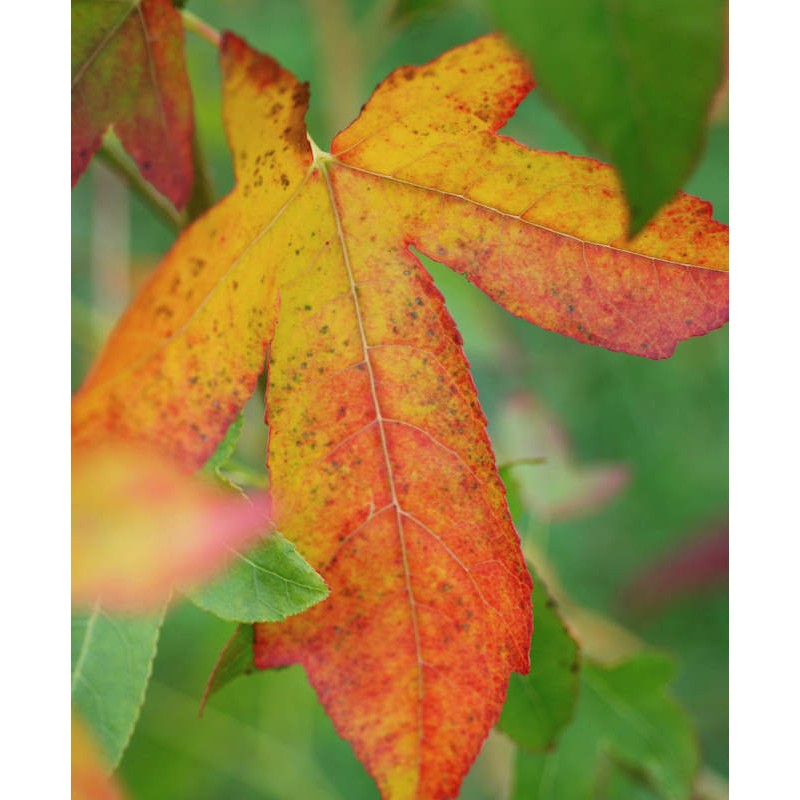 Liquidambar styraciflua 'Palo Alto' - golden and orange autumn colour