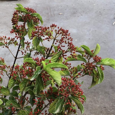 Viburnum dilatatum 'Sealing Wax' - red fruit