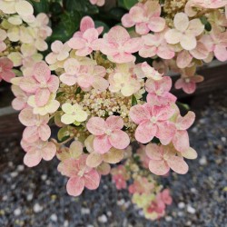 Hydrangea paniculata 'Polestar' - flower bracts turning pink in late summer