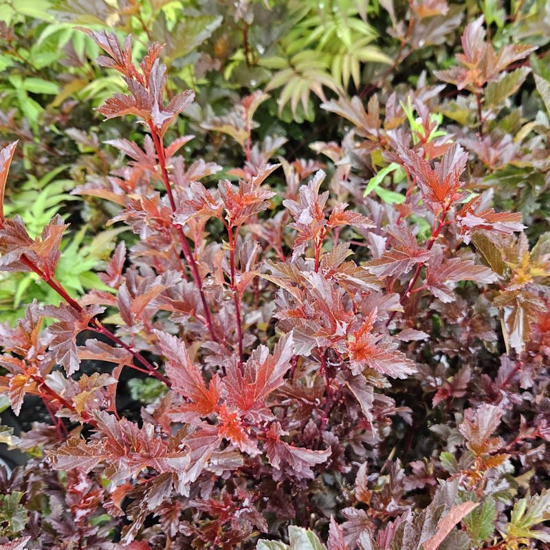 Physocarpus opulifolius 'All Red' - young leaves in early to mid summer