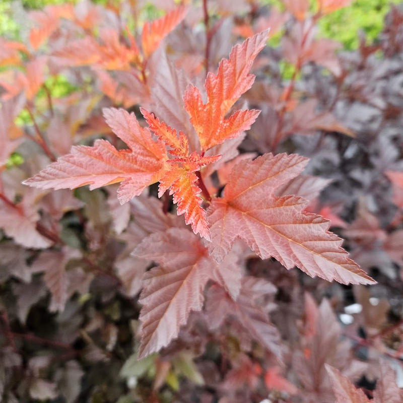 Physocarpus opulifolius 'Diable D'Or' - leaves in mid Summer
