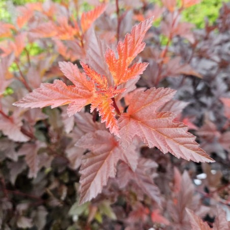 Physocarpus opulifolius 'Diable D'Or' - leaves in mid Summer Physocarpus opulifolius 'Diable D'Or' - leaves in mid Summer
