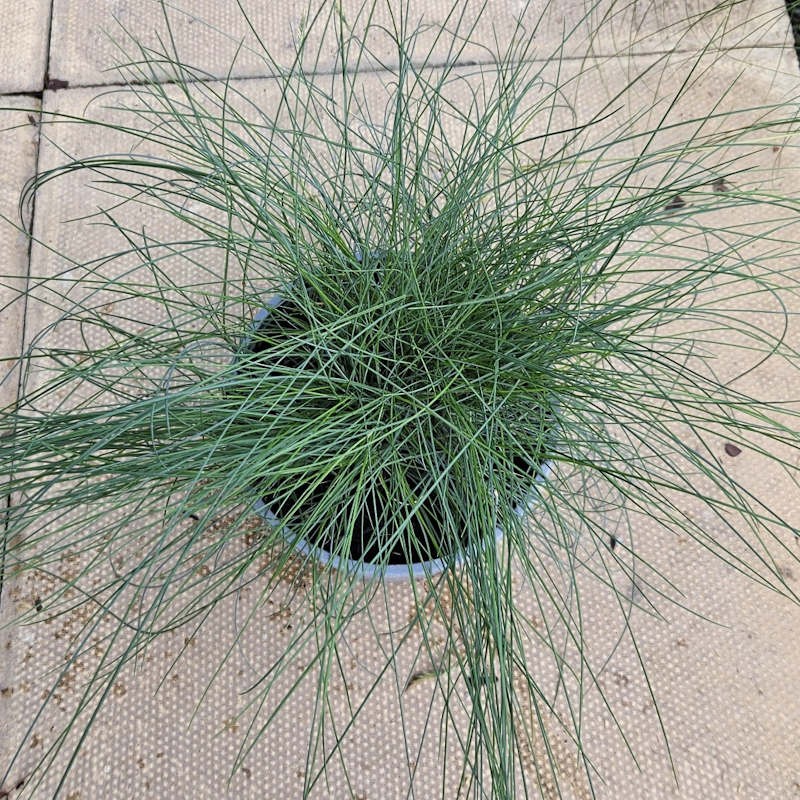 Festuca 'Blue Haze' - foliage in July