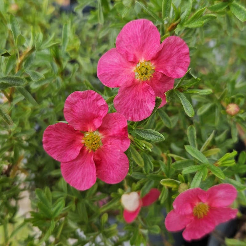 Potentilla fruticosa 'Bellissima' - pink flowers in July
