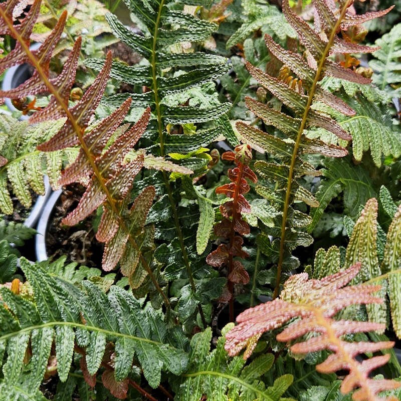 Doodia aspera 'Rough Ruby' - fronds in July