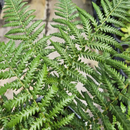 Dicksonia antarctica - dark green fronds in July Dicksonia antarctica - dark green fronds in July