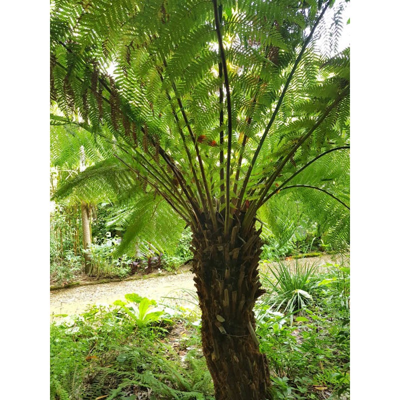 Dicksonia antarctica - established plant