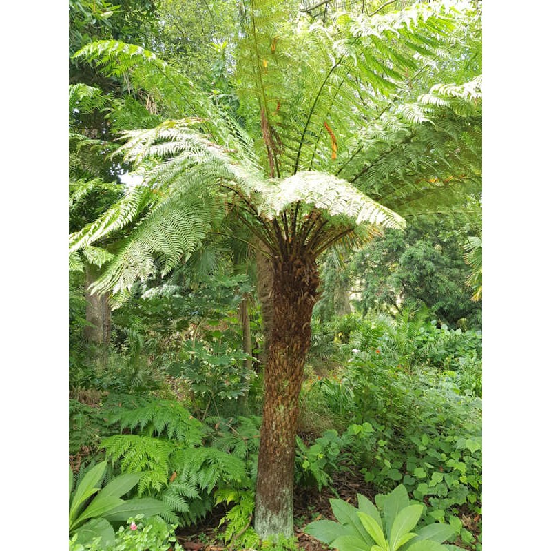 Dicksonia antarctica - mature specimen