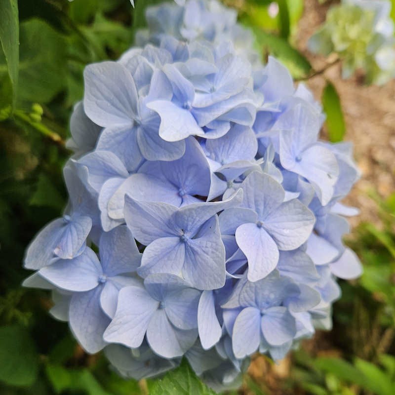 Hydrangea macrophylla 'Kluis Superba' - flowers in July