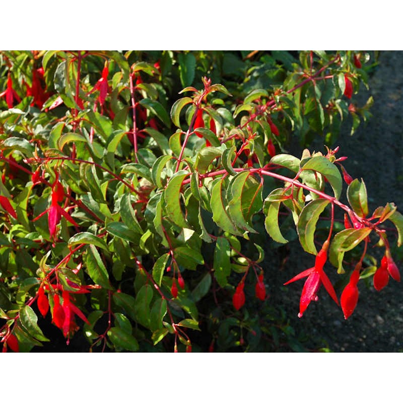 Fuchsia x 'King George' - summer flowers