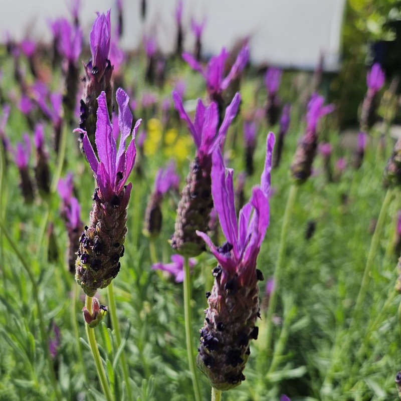 Lavandula 'Lusi Purple' - masses of summer flowers