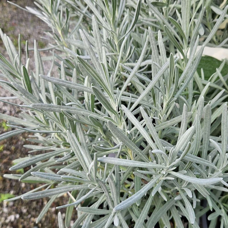 Lavandula angustifolia 'Vera'