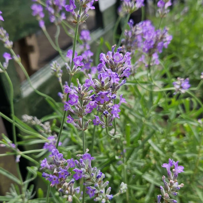 Lavandula angustifolia 'Munstead' - flowers in Summer