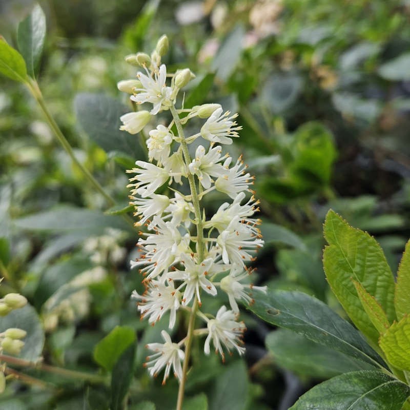 Clethra alnifolia 'Hummingbird' - flowers in summer