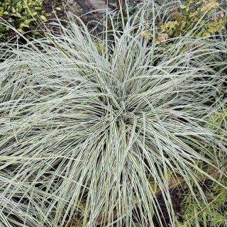 Carex oshimensis 'Everest'